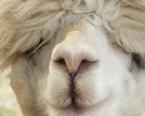 Alpaca - Animals of the Earth - Let's save the animals